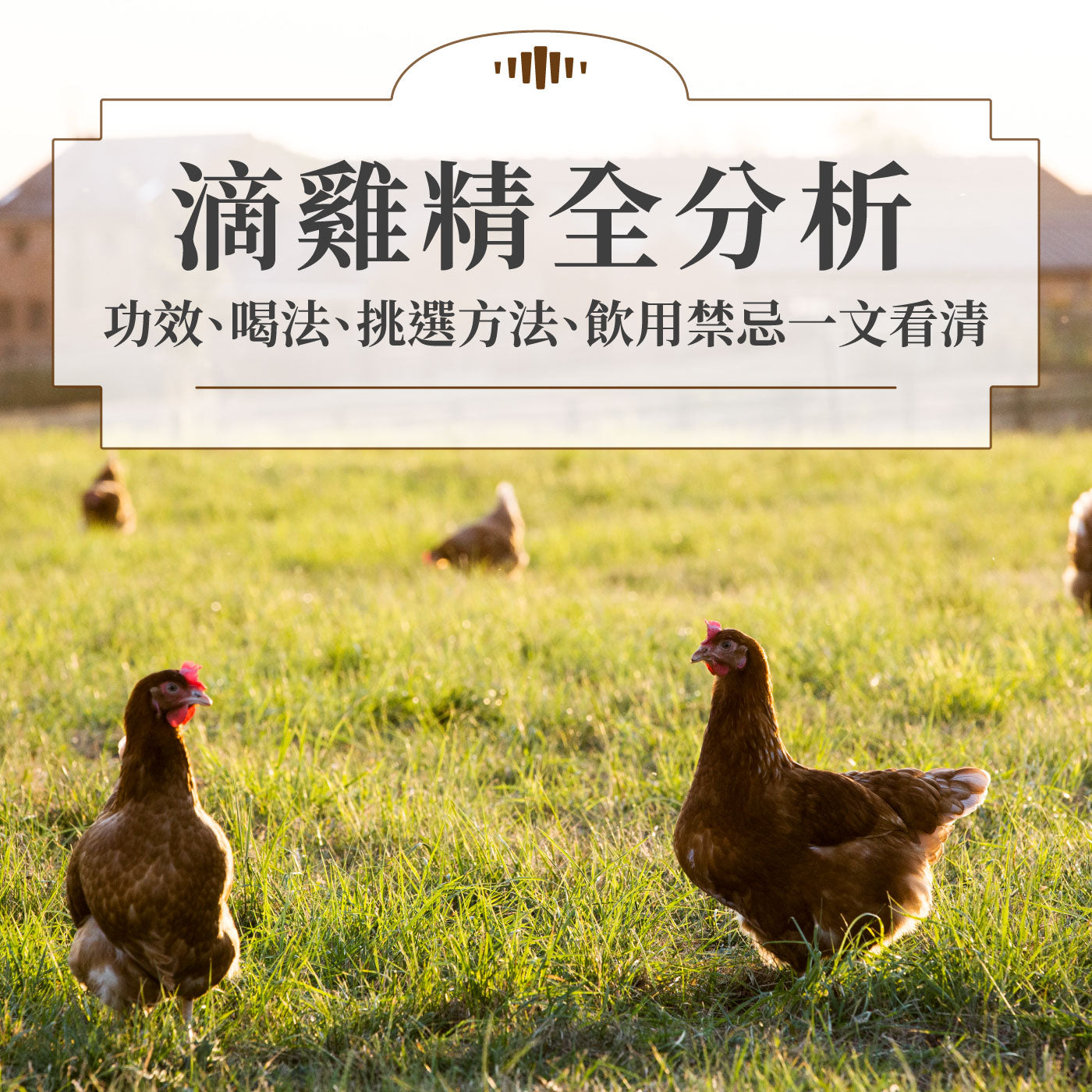 【滴雞精全分析】功效、喝法、挑選方法、飲用禁忌一文看清